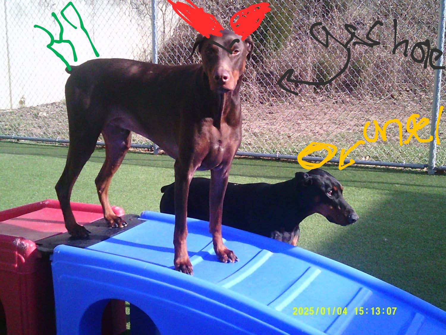 Two Dobermans outside: one standing on playground equipment with red horns drawn above its head, and one beside it with a yellow halo.